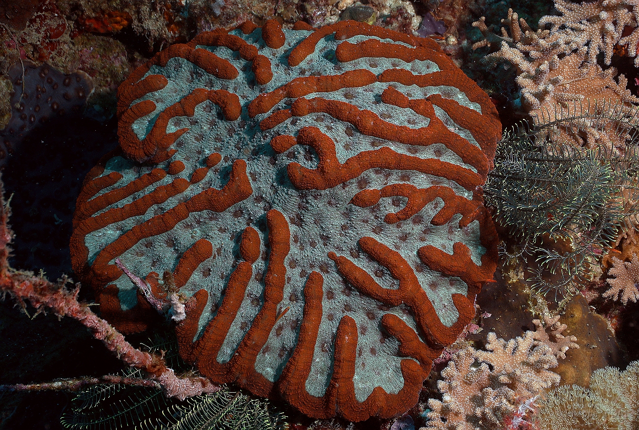 Raja Ampat 2016 - Corail - IMG_4094_rc.jpg